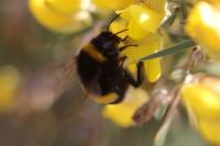 Bombus terrestris/lucorum