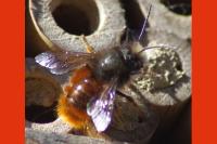 Osmia cornuta