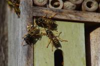 Polistes