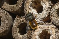 Osmia cornuta