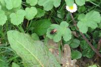 Andrena fulva