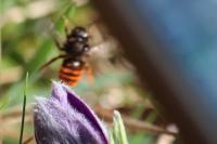 Osmia bicolor