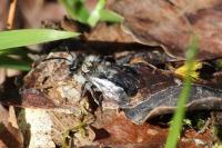 Andrena