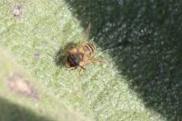 Andrena flavipes