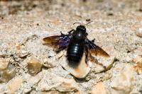 Xylocopa violacea