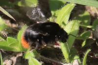 Bombus lapidarius
