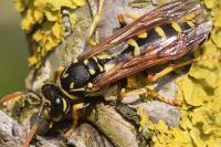 Polistes dominula