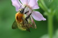 Bombus pascuorum/humilis/muscorum