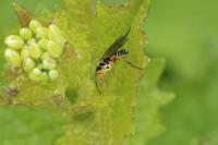 Syrphoctonus tarsatorius