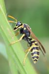 Polistes dominula