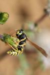 Polistes dominula