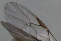 Netelia