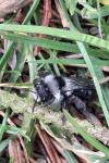 Andrena cineraria