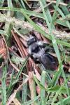 Andrena cineraria