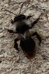 Andrena cineraria