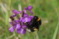 Bombus terrestris/lucorum