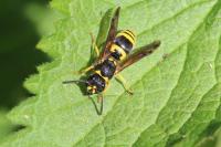 Ancistrocerus nigricornis