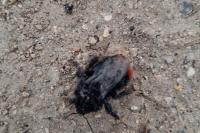 Bombus lapidarius