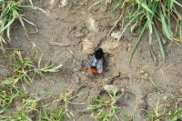 Bombus lapidarius
