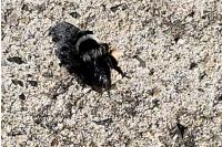 Andrena cineraria