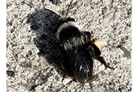 Andrena cineraria