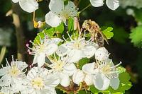 Apis mellifera