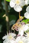 Apis mellifera