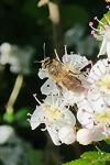 Apis mellifera