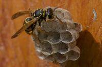 Polistes dominula