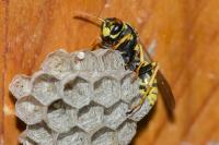 Polistes dominula