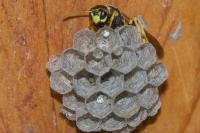 Polistes dominula