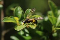 Tenthredo temula