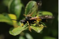Tenthredo temula