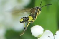 Tenthredo temula