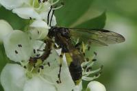 Tenthredo temula