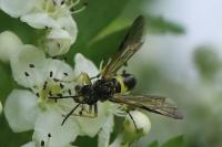 Tenthredo temula