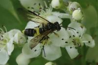 Tenthredo temula