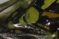 Rhogogaster scalaris