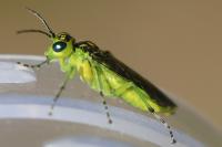 Rhogogaster scalaris