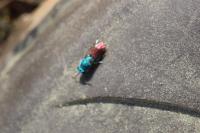 Chrysis