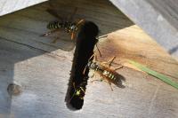 Polistes dominula