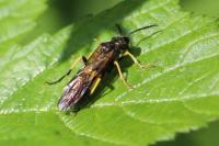 Tenthredo temula
