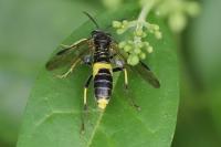 Tenthredo temula