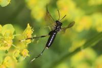 Macrophya montana
