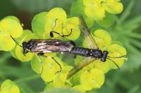 Macrophya montana