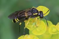 Macrophya montana