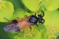 Arge cyanocrocea