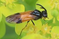 Arge cyanocrocea