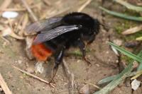 Bombus lapidarius