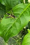 Tenthredo temula